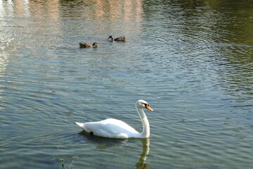 White swan swimming in a pond. Migratory, wild birds sanctuary on lake in nature concept. Landscape with floating bird in artificial river. Wildlife reserve in water. Spring nest. Waterfowl shelter