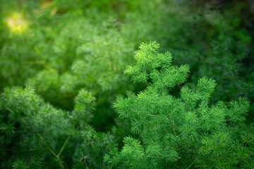 fresh green background image of Asparagus-fern (Asparagus africanus) that gives a feeling of fresh nature to relax the eyes.
