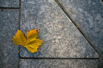 Top view of a yellow leaf fallen on a gray sidewalk as a symbol of the arrival of autumn