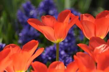 Tulpen