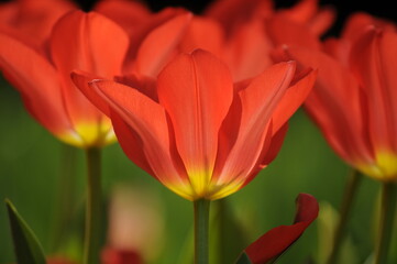 Rote Tulpen