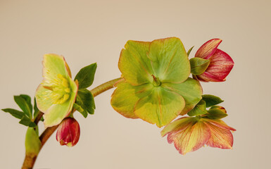 Obraz premium Schneerose 
