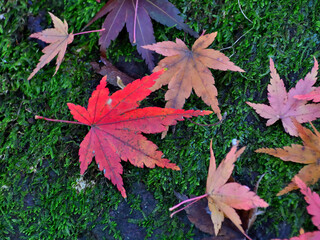 苔の上に落ちた紅葉