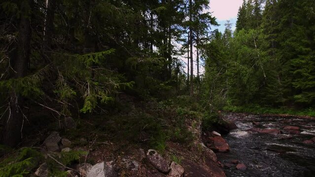 Beautiful Evergreen Forest River In The Nordic Wilderness. Revealing shot of the environment, stream with gray and browned boulders, tall pine and birch trees and gray cliff. Low Angle View