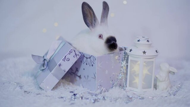 A cute little white rabbit is sitting in a silver gift box on a white background with a lantern. The year of the rabbit. The symbol of 2023.