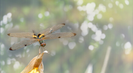 Close up beautiful dragonfly sat against blurry bokeh background of tree.