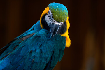 Closeup of colorful macaw bird face. Macro parrot bird head.Blue and gold Macaw parrot. Exotic colorful beautiful African macaw parrot.Bird watching in safari