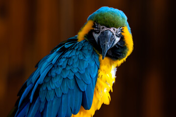 Closeup of colorful macaw bird face with eyes closed. Macro parrot bird head. Blue and gold Macaw parrot. Exotic colorful beautiful African macaw parrot.Bird watching in safari, South Africa wildlife.