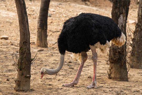 Wild male ostrich walking on rocky plains of etosha