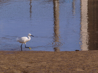 川岸を移動するコサギ