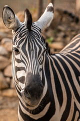 Fototapeta na wymiar Zebra portrait. Burchell's zebra, Equus quagga burchellii.
