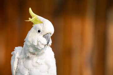 The white cockatoo (Cacatua alba), also known as the umbrella cockatoo, is a medium-sized all-white...