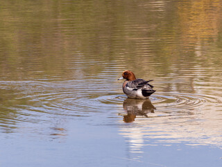水辺でくつろぐ「ヒドリガモ」