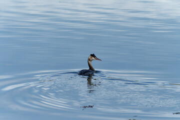 Haubentaucher, Podiceps cristatus