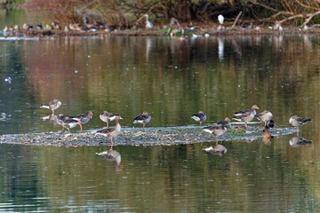 Graugans, Anser anser