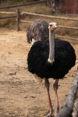 Ostriches walk in the paddock, Head and neck front portrait of an ostrich bird at an ostrich farm. Farmer breeding of ostriches, Ecological farming concept.
