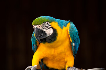 Blue-and-yellow macaw isolated on black standing (Ara ararauna)