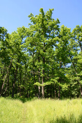 Forest landscape. Smooth straight trunks of trees in the forest.