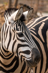 Fototapeta na wymiar Grevy's Zebra, equus grevyi, Portrait of Adult, Samburu Park in Kenya