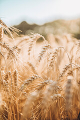 Golden wheat field with dry ears in sunny day. Summer natural background