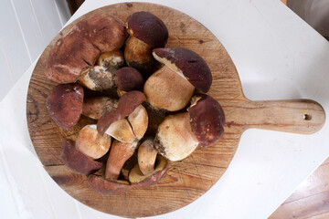 Presentation of the freshly harvested whole porcini mushroom