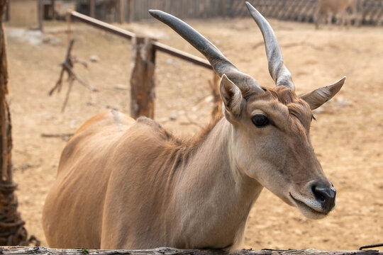portrait of an impala antelope, Aepyceros melampus in close up in the zoo