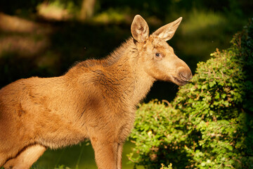 Elchbaby, Elch, Alces alces