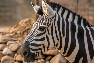 Wild zebra (hippotigris) in Bandia reserve, Senegal, Africa. African animal. Safari in Africa. Plains zebra (equus quagga, formerly equus burchellii), common zebra, portrait. African safari, nature