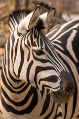 Fototapeta na wymiar Plains zebra portrait in natural background in Kruger National park, South Africa ; Specie Equus quagga burchellii family of Equidae