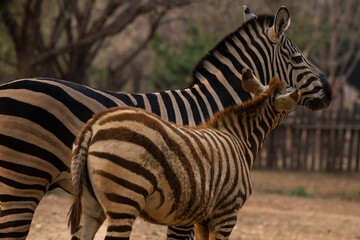 Zebras portrait. Burchell's zebra, Equus quagga burchellii in the safari park
