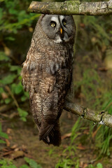 Waldohreule, Asio otus