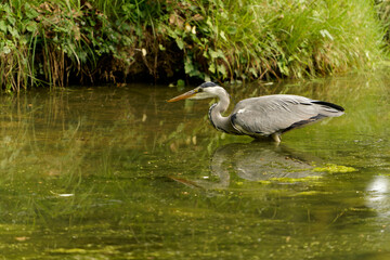 Graureiher, Ardea cinerea, Fischreiher, Reiher