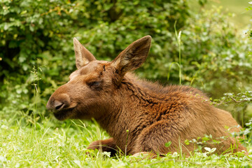 Elchbaby, Elch, Alces alces