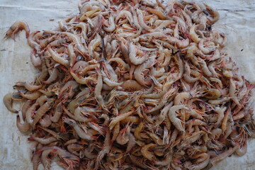 pile of fresh shrimp from fishermen being sold in the market	