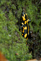 Feuersalamander, Salamandra salamandra.