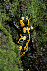 Feuersalamander, Salamandra salamandra.