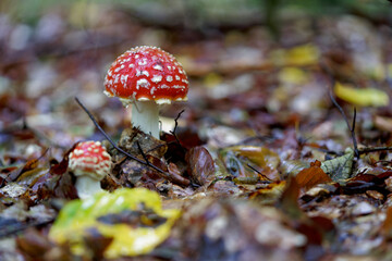 Roter Fliegenpilz, Amanita muscaria,