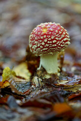 Roter Fliegenpilz, Amanita muscaria,