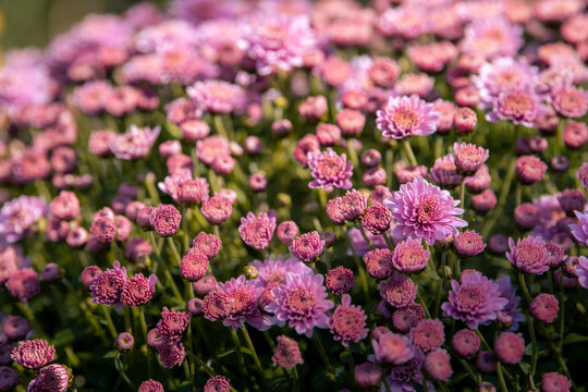 Macroscopic photos naturally show pink chrysanthemums. A plant with pink chrysanthemums in the park has beautiful bright pink chrysanthemums in the background of chrysanthemums.