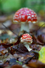 Roter Fliegenpilz, Amanita muscaria,