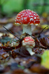 Roter Fliegenpilz, Amanita muscaria,
