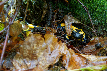 Feuersalamander, Salamandra salamandra.