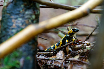 Feuersalamander, Salamandra salamandra.