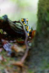 Feuersalamander, Salamandra salamandra.