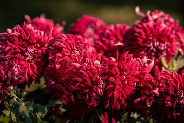 Magenta chrysanthemums bloom in close up, chrysanthemums that bloom this year have many beautiful colors