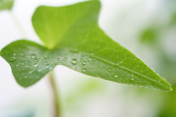 蔦　アイビーのアップ