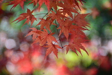 鮮やかな紅葉