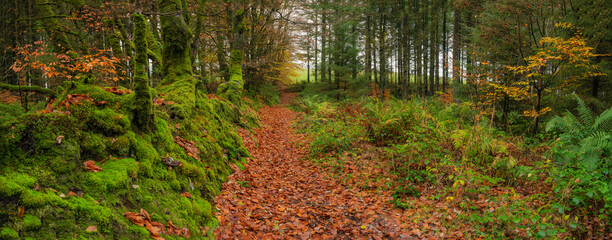 Woodland Trail in Autumn.