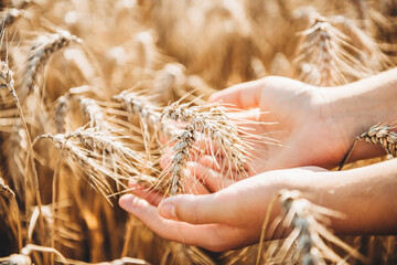 Two hands holding ripe dry wheat ears in sunny summer day.  Harvest time concept background