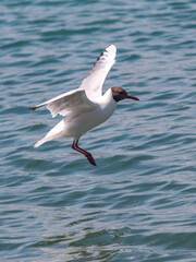 Mouette rieuse